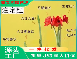 Wax-Sealed Amaryllis Imported Double-Petaled Bulbs Alfred Wax Ball Potted Plants with Buds Destined to Be Red Gift Box Packed with New Year's Eve Flowers
