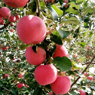 Оптовые гномы яблочных саженцев, что приводит к технологии обработки ранних сортов сеянцев яблока