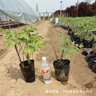 油用牡丹花盆栽基地 裸根苗 地栽苗绿化公园观赏植物耐寒旱芍药花