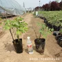 油用观赏耐寒绿化芍药花