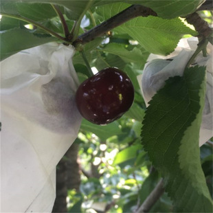 ����������m̖������܇���ә��Ҙ���t�ۙ����ϱ����Nֲ����Y��