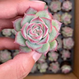 ¿ֲԽMςӰۼtֺBͺk