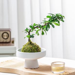 Fujian Tea Moss Ball | Stylish Green Plants Purify the Air Indoor Potted Tea Table Coffee Table Old Stump Zen Plants