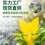 异形新款花型跨境诱虫板