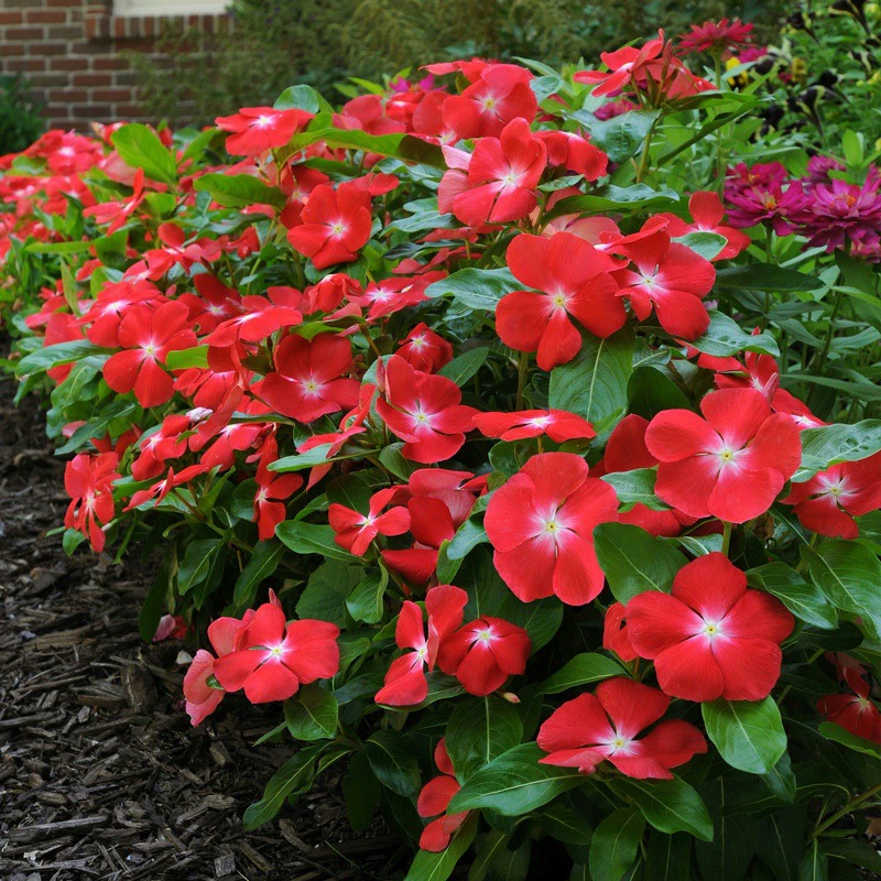 Catharanthus roseus семена пятилепестковых цветов сливы Four Seasons цветение засухостойкие легко жить балкон горшечный сад Восход Весенние цветочные семена