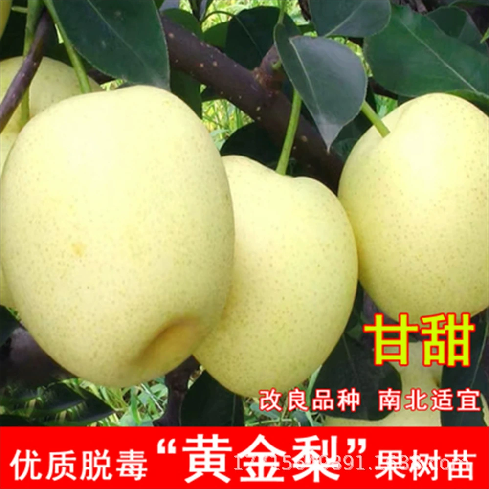 Американская красная клубника привитые саженцы плодовых деревьев иностранные саженцы груши подходят для посадки саженцев груши на севере и юге.