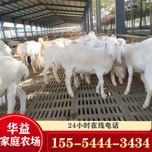 江西新品種小尾寒羊 波爾山羊 湖羊3個多月羊羔價格 波爾山羊