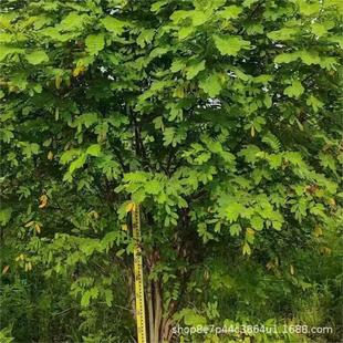 �p�A���p�A�Q���p�A�S���������l60-250CM