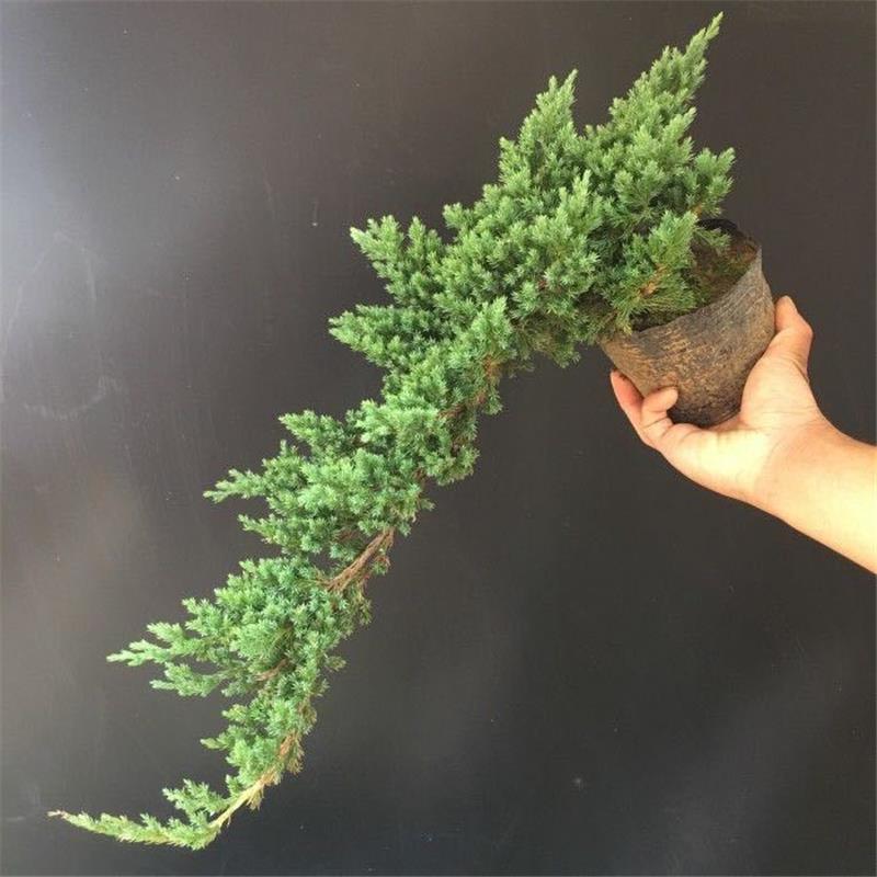 真树盆景办公桌悬崖小叶罗汉松柏树真迎客松室外地柏景观含盆室内