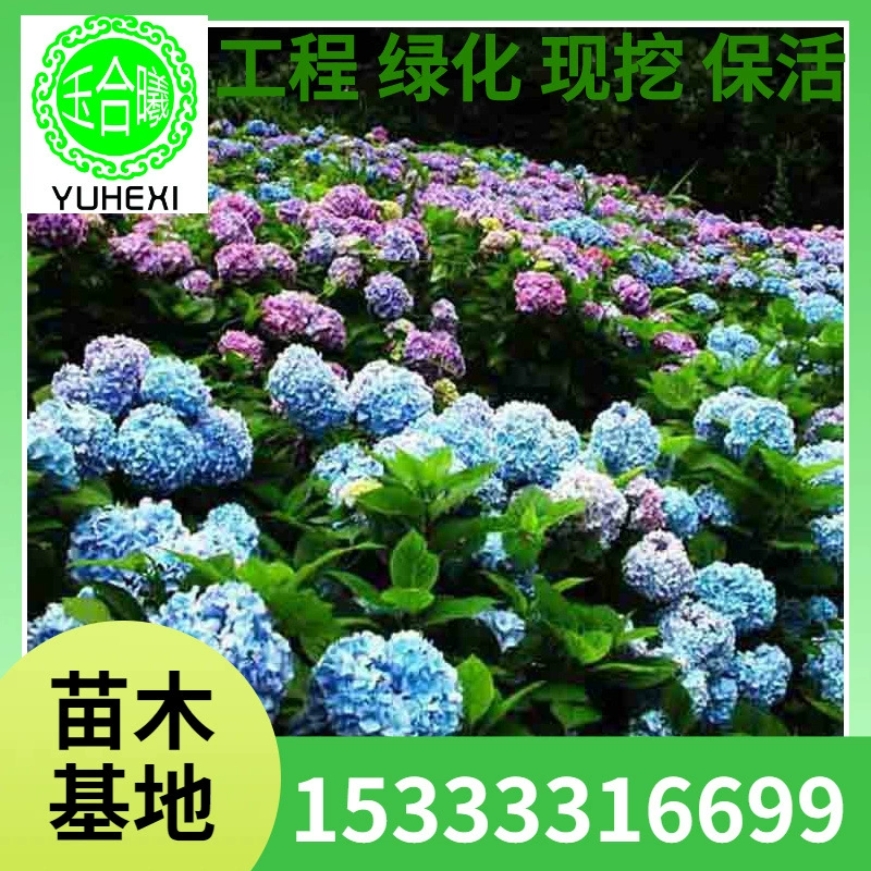 Основной поставщик гортензий, также известных как бесконечная летняя гортензия, горшечных растений различных спецификаций и полных сортов.