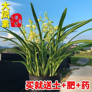 Orchid Dafeng Su Jianlan Base Direct Sales with Flower Buds Balcony Green Plants Precious National Treasure Orchid Flower Potted Plants