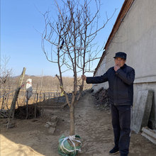 枣树大树老桩活苗特大盆景沾化冬枣苗树庭院树苗南方北方果树果苗