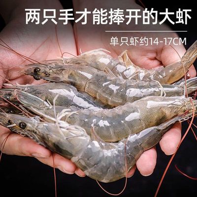 Fresh shrimps Quick-freeze fresh Prawns Large Freezing Vannamei Qingdao Prawns