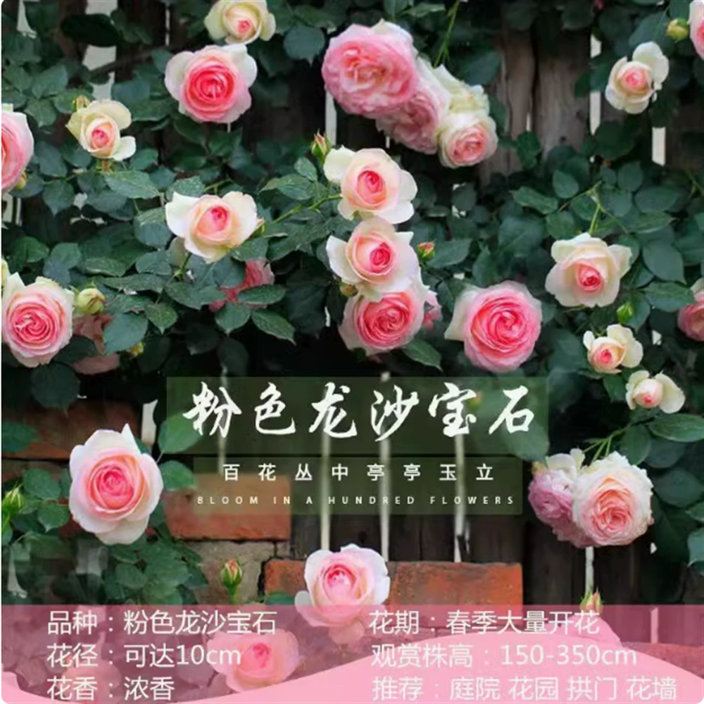 Роза рассада большой цветок зеленое растение комнатная Роза в горшке Марокко Принцесса Роза альпинистская лоза четыре сезона цветение