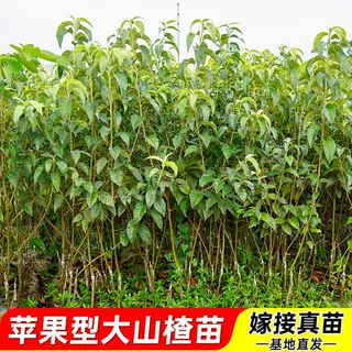 嫁接山楂树苗耐寒大果山楂果树苗正宗青皮地栽庭院矮化阳台盆栽苗