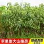 矮化盆栽耐寒地栽果树苗