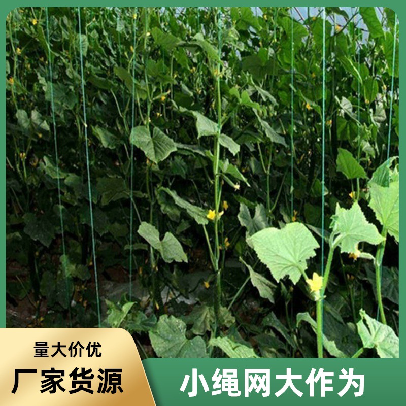 农科院种植基地黑色爬藤网 试验田藤类蔬菜攀爬架 生态园番茄吊线