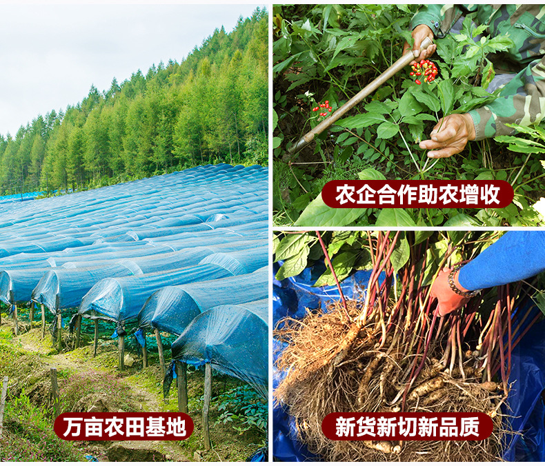 American Ginseng Slices Soft Branch Bottled Multiple Sizes 50g 90g 250g for Cooking and Tea overview