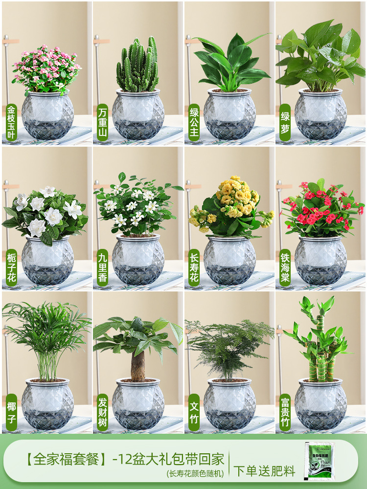 [가족사진패키지] 집에 가져갈 화분 12개 선물팩