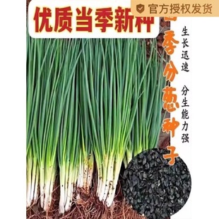 ļС[NƷN[ѷN̨ɽ|С[N