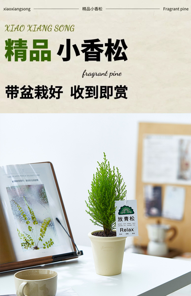 香松盆栽放青松绿植室内花卉办公室懒人好养活植物圣诞树节日礼物-阿里巴巴