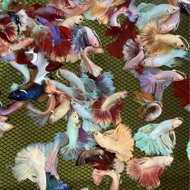 In-Stock Special Tail Thai Fighting Fish Wholesale, Half-Moon Mixed Color Lion King, Horse Tail, General Type, Large Size for Display In-Stock Special Tail Thai Fighting Fish Wholesale, Half-Moon Mixed Color Lion King, Horse Tail, General Type, Large Size for Display