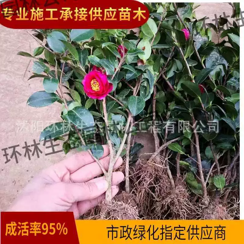 Чай Слива Рассада Цветочные растения Парк Сообщество Озеленение Четыре сезона Зеленый проект Рассада Камелия Мяч Морозостойкие Юг-Север Виды