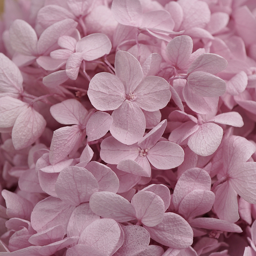 Flores Secas de Hortensia Preservadas A+, Fabricante de Flores Frescas Preservadas, Venta al por Mayor, Caja de 20g, Hortensia de Hoja Mediana Preservada