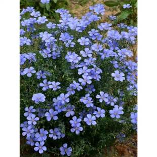 �{�����黨�N���҃�������ͥԺ�����ļ����׻�������{�ϻ��ܷN��