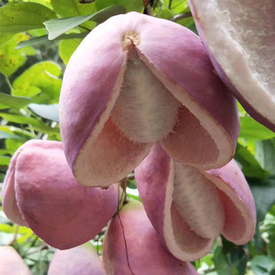 Ұ�����¹ϷN��ͥԺ����ֲ��ʳ�ð���ըˮ���N���̨���԰��¹Ϙ�