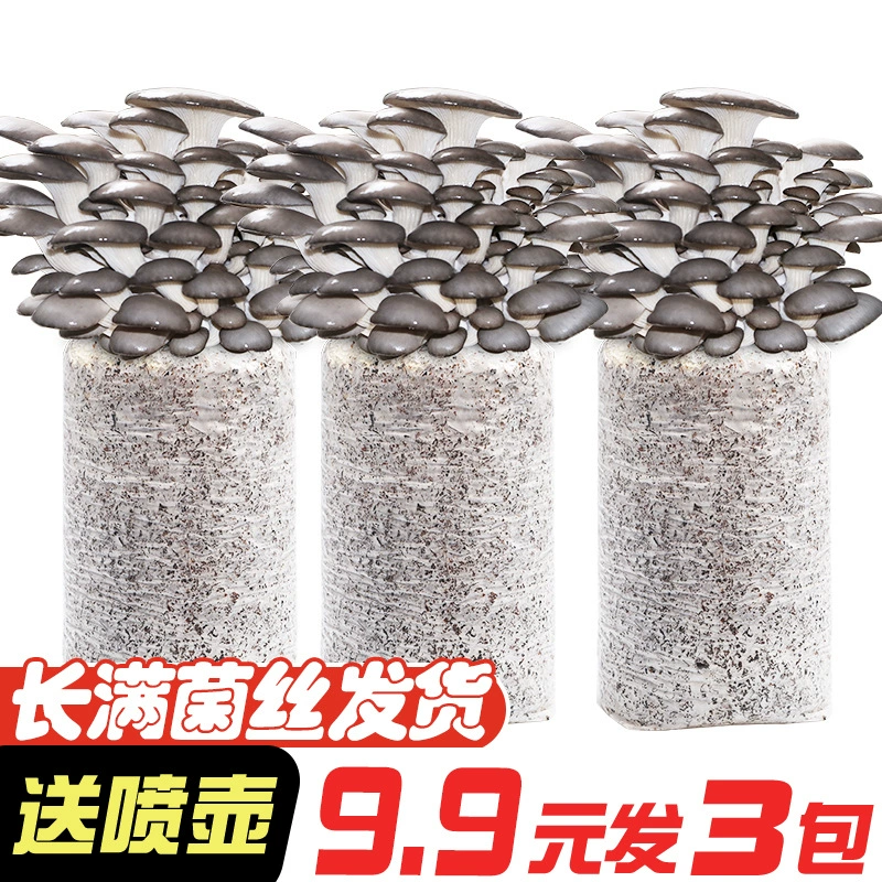 [9,8, 3 упаковки] Мешки для выращивания грибов, штаммы грибов, домашнее посадка в горшках устричных грибов, самосаженные грибы для домашнего использования в помещении.