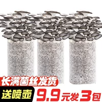 高产菌株蘑菇菌种2026秋季推荐