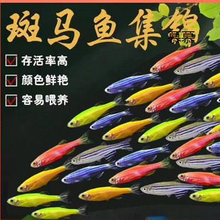 ���R�~�^�p�~С�͵�ˮ���B�Ꭷ�~�t�G�����~С��ȸ�~�~��