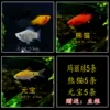 Mary 5+Panda 5+Yuanbao 5 free fish food