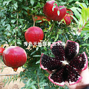 Pomegranate Tree Saplings Tunisian Soft Seed Courtyard Fruit Trees Planted in Pots in the North and South Extra Large Pomegranate Fruit Saplings