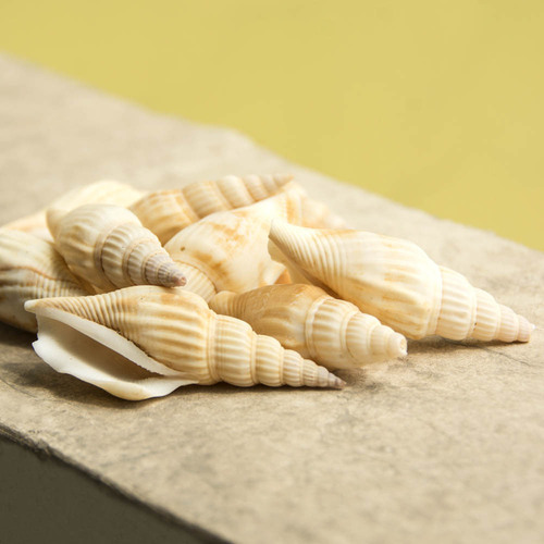 Fuhai Renjia/Swallow-tailed snails, axe-headed snails, raw materials for craft decorations, wholesale of shells and conches