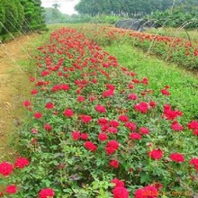 ���ϻ��ش������l��ľG����ľǤ���¼�С��