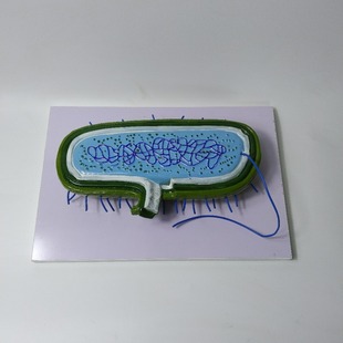 New curriculum standard 30409310201 bacteria model middle school biology teaching model
