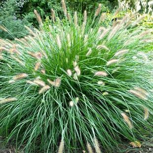 Hybrid Pennisetum forage seeds hairless perennial four seasons high yield drought tolerance harvest cattle sheep fish rabbit grass seeds