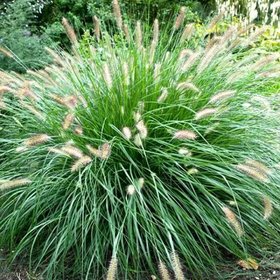 Гибридный волчий хвост семена корма безволосые многолетние сезоны высокой урожайности засухоустойчивые к уборке крупного рогатого скота, овец, рыбы, кролика и семена травы