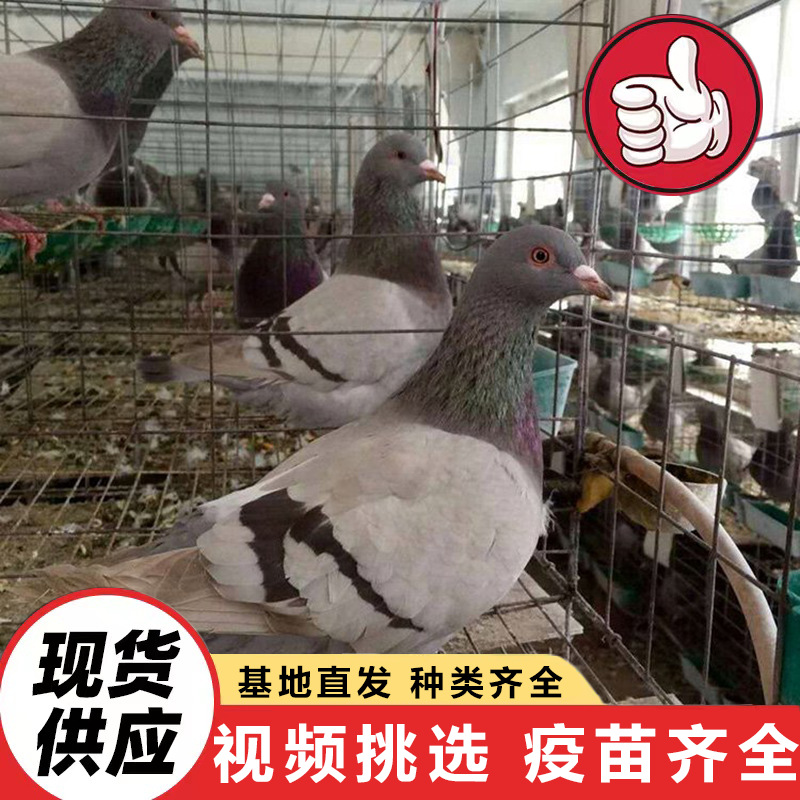 肉鸽现杀白条价格包邮青年元宝鸽多少钱一对 60天的白羽王价格