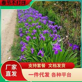 一件代发庭院易活矮花蓝花鸢尾苗耐寒多年生宿根花卉喜阴植物室外