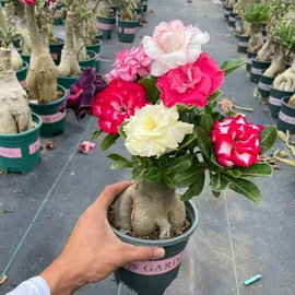 盆栽;种子;花盆容器