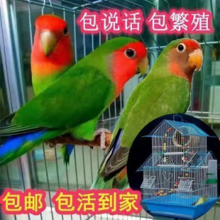 �W�^���Bĵ���W�^��Ƥ�W�^�����B�����B���P�fԒ�B���B�H���B����