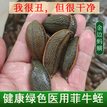 野生活体菲牛蛭生水蛭水蛭苗吸血蚂蟥活水蛭素理疗金边蚂蝗活的好