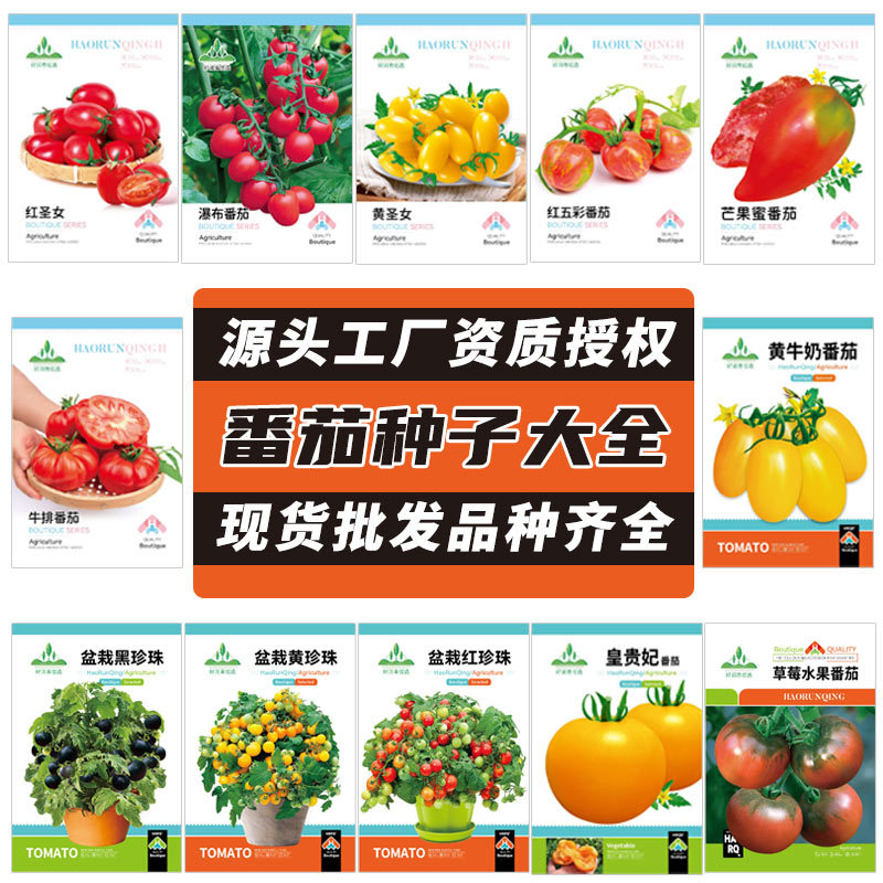 番茄种子盆栽水果小西红柿沙瓤圣女果籽红黑黄色珍珠草莓柿子种籽