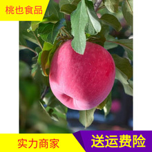 甘肅靜寧紅富士蘋果新鮮水果整箱當季現摘80平果甜脆12斤