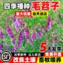 高产果园箭舌毛苕子草籽