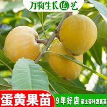 蛋黄果苗 鸡蛋果树苗 榴莲味罗斯果苗 耀堂 仙桃一号水果树苗盆栽