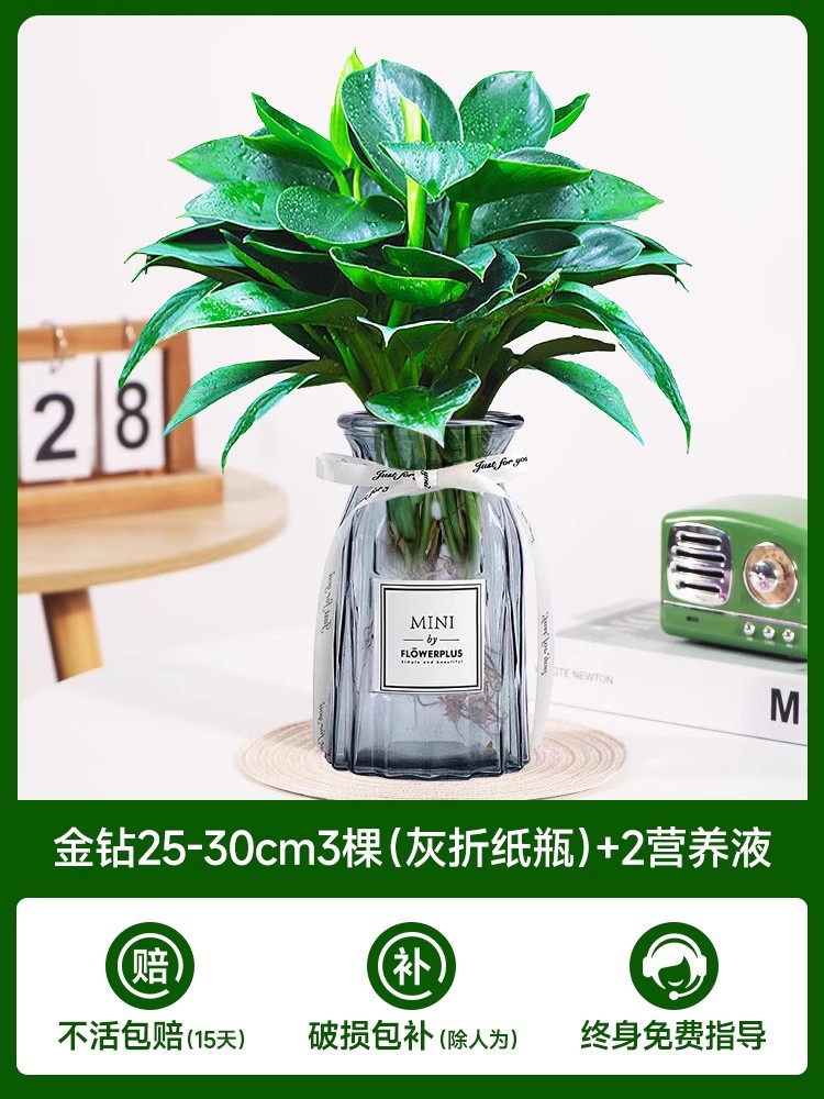 고급 대형 금다이아몬드 3개(회색 종이접기 라벨병) + 크리스탈 머드 + 영양액 2개